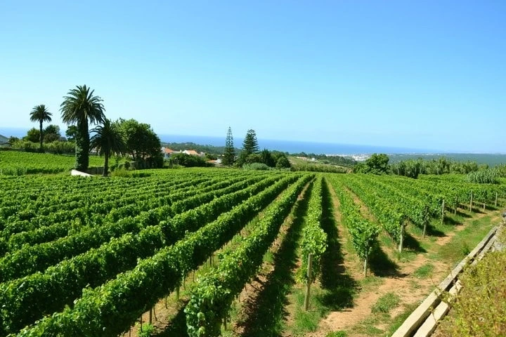 Lisboa Autêntica - Dégustation de vin (1)
