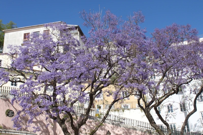 Lisboa Autêntica - Essencial (18)
