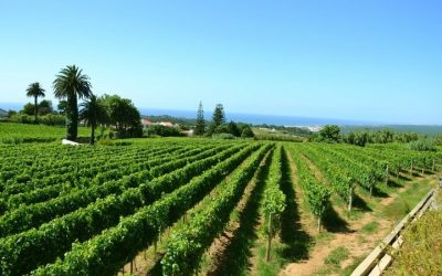 Degustazione di vini - Sintra